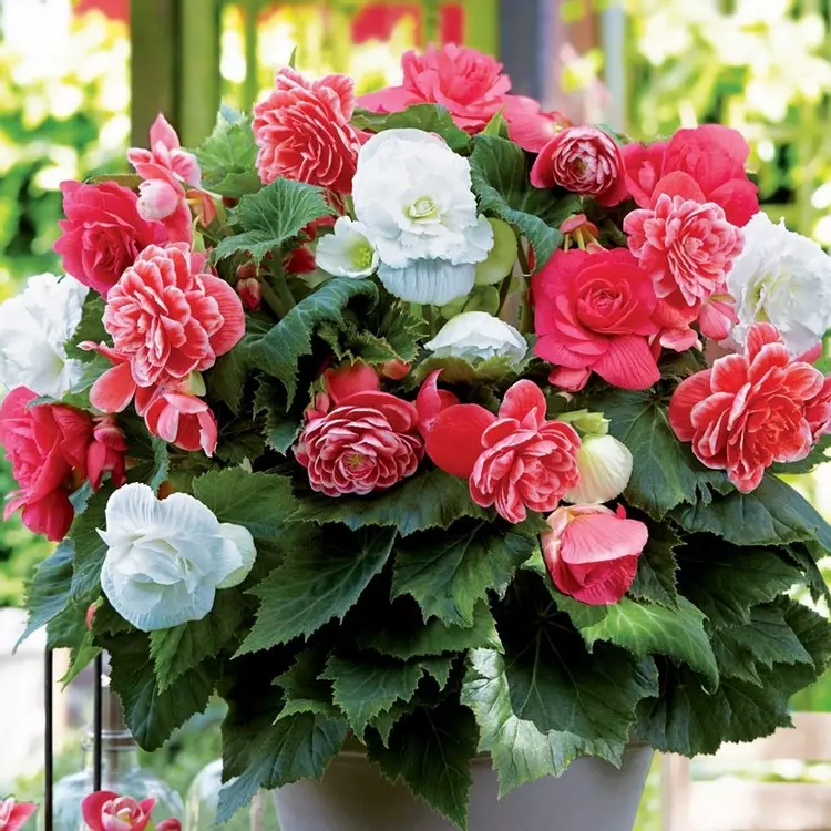 Begonias Large Flowered Mixed de Jager